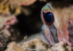 The shot was taken at the dive spot, Twin Peaks in Koh Ta... by Thomas Wolf 